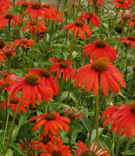 Echinacea 'Tomato Soup'